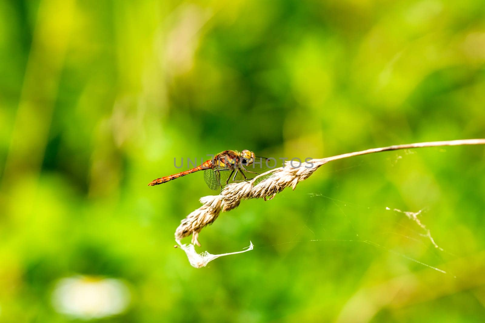 Blood-red heather dragonfly,Sympetrum sanguineum,male