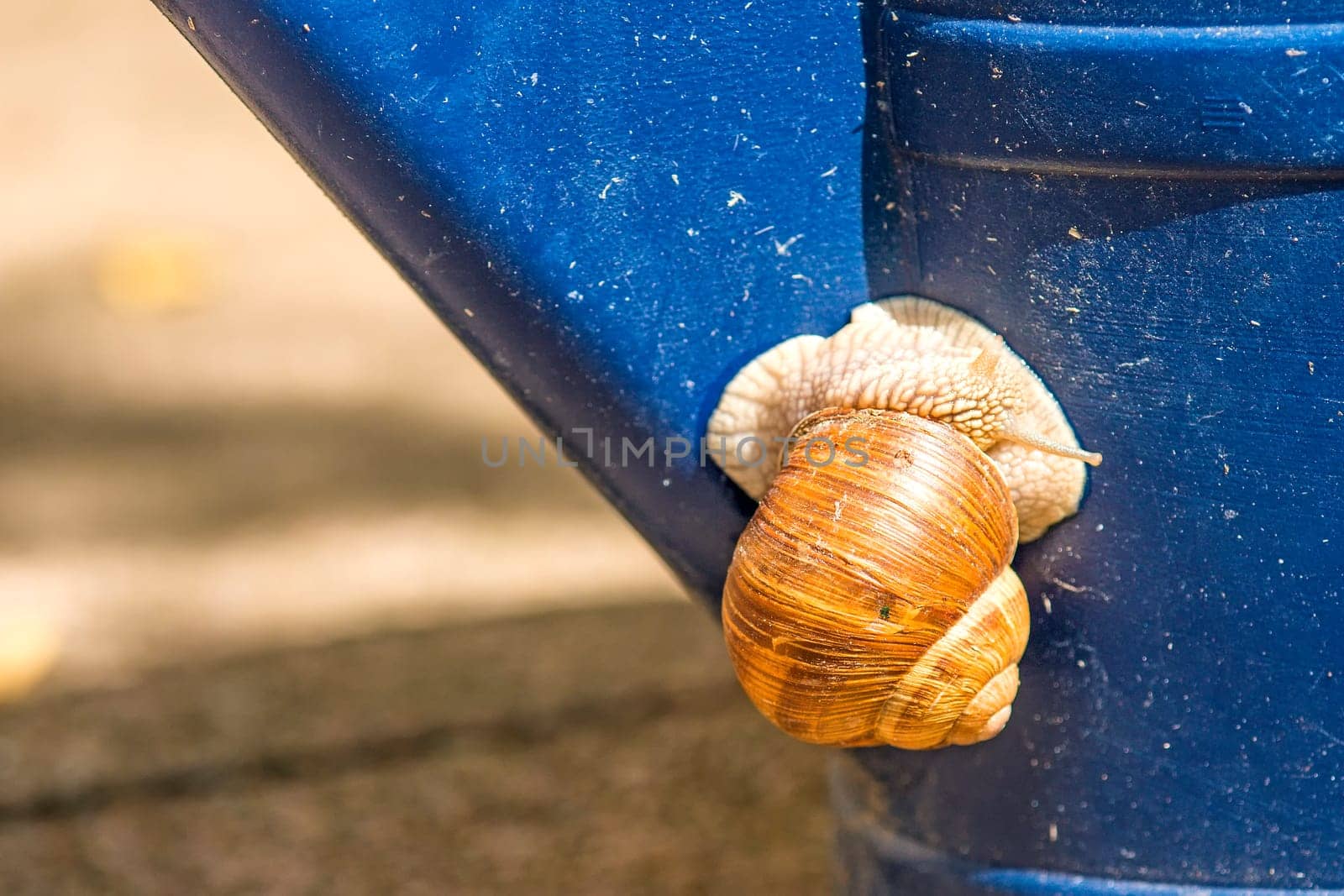 Vineyard snail sits on watering can