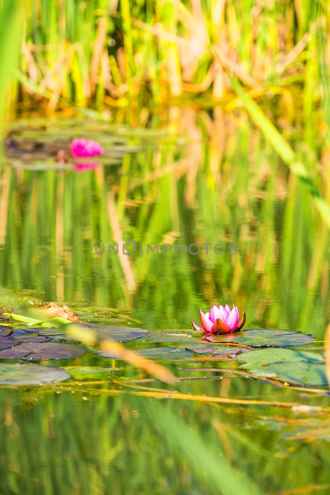 Water lily,red flower in a natural pond