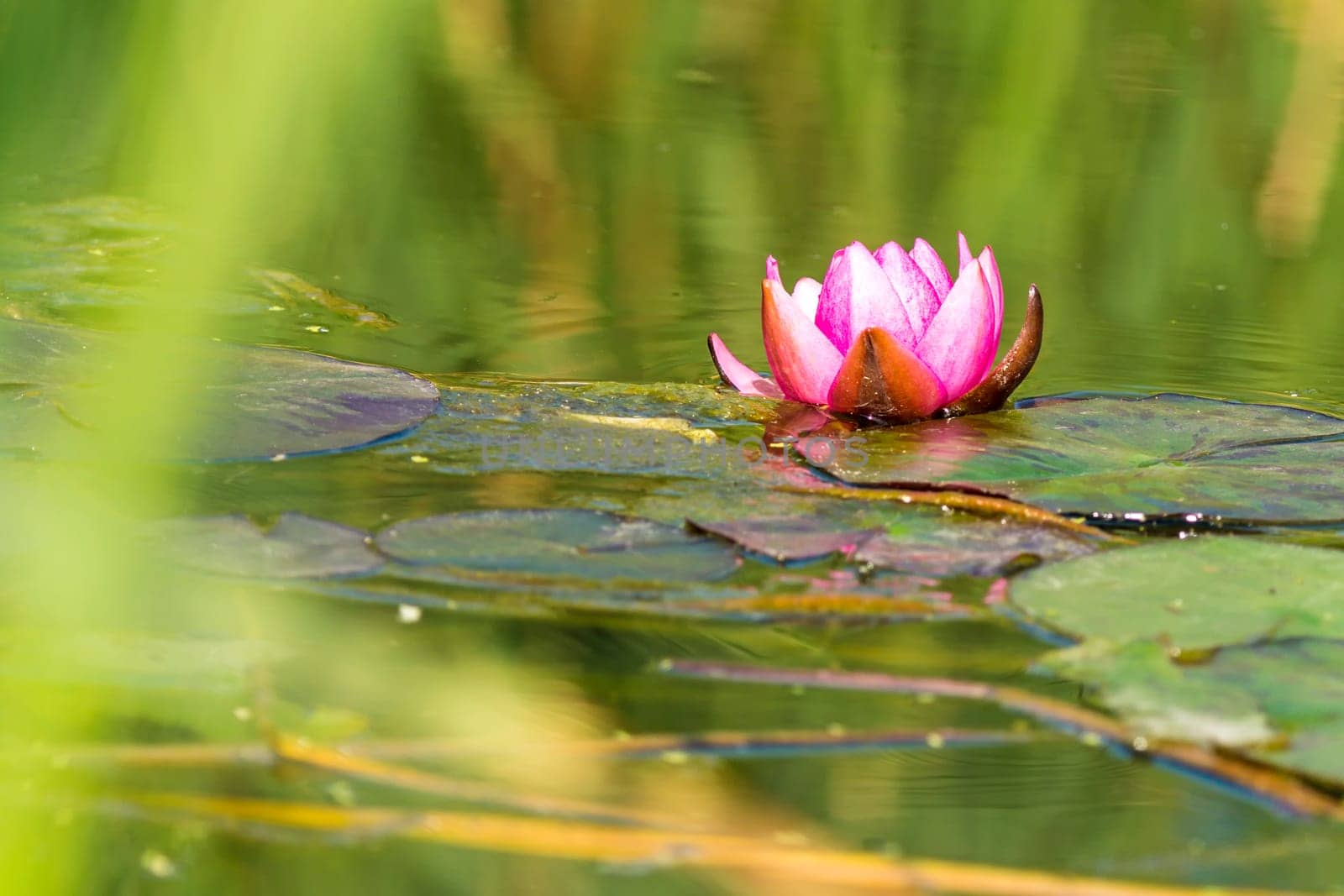 Water lily,red flower in a natural pond