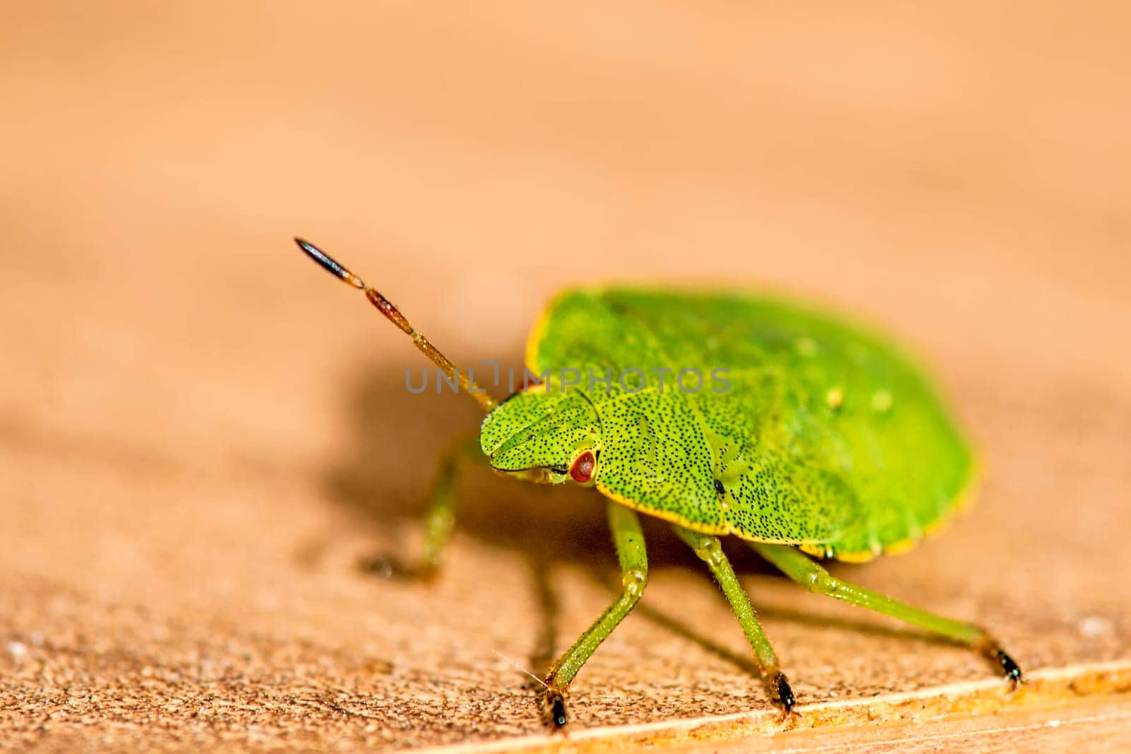 Green stink bug,nymph on a board