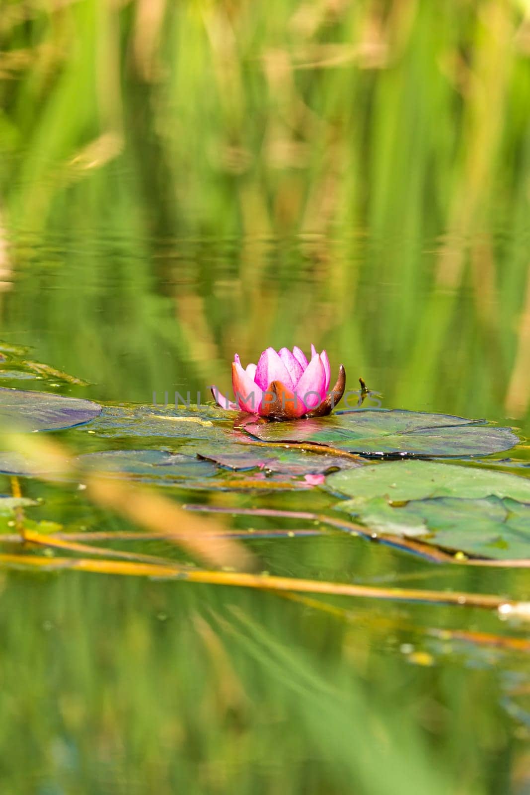 Water lily,red flower in a natural pond