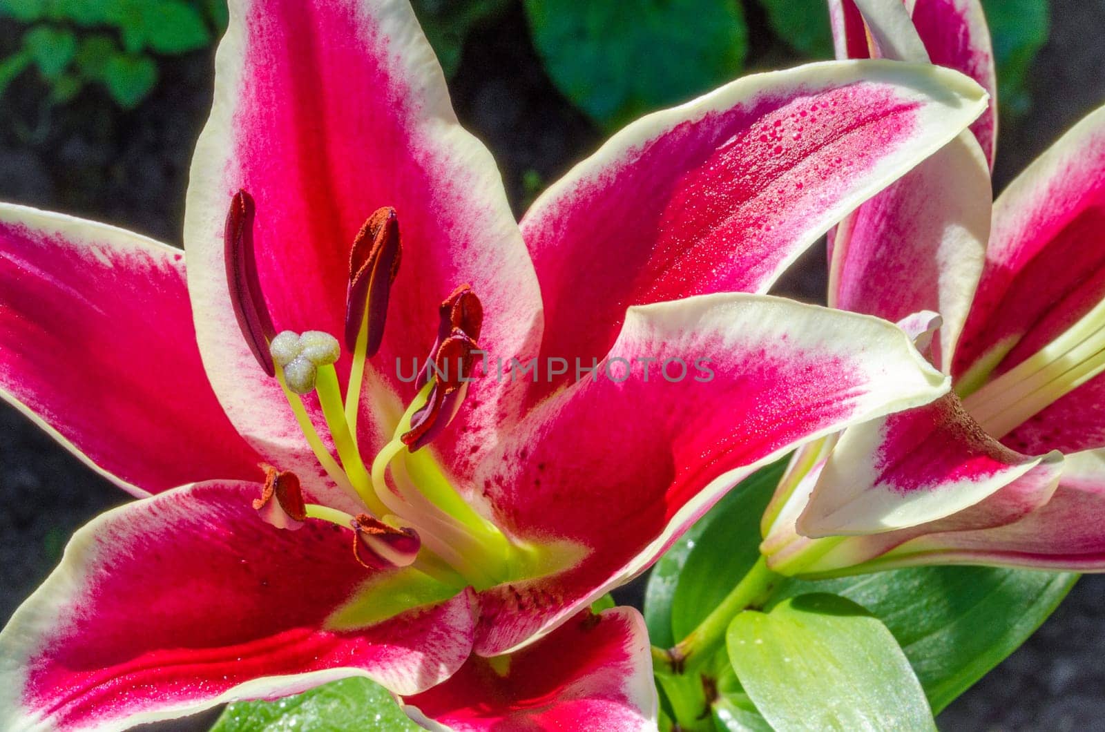 The blossom of a Lily flower in summer outdoor