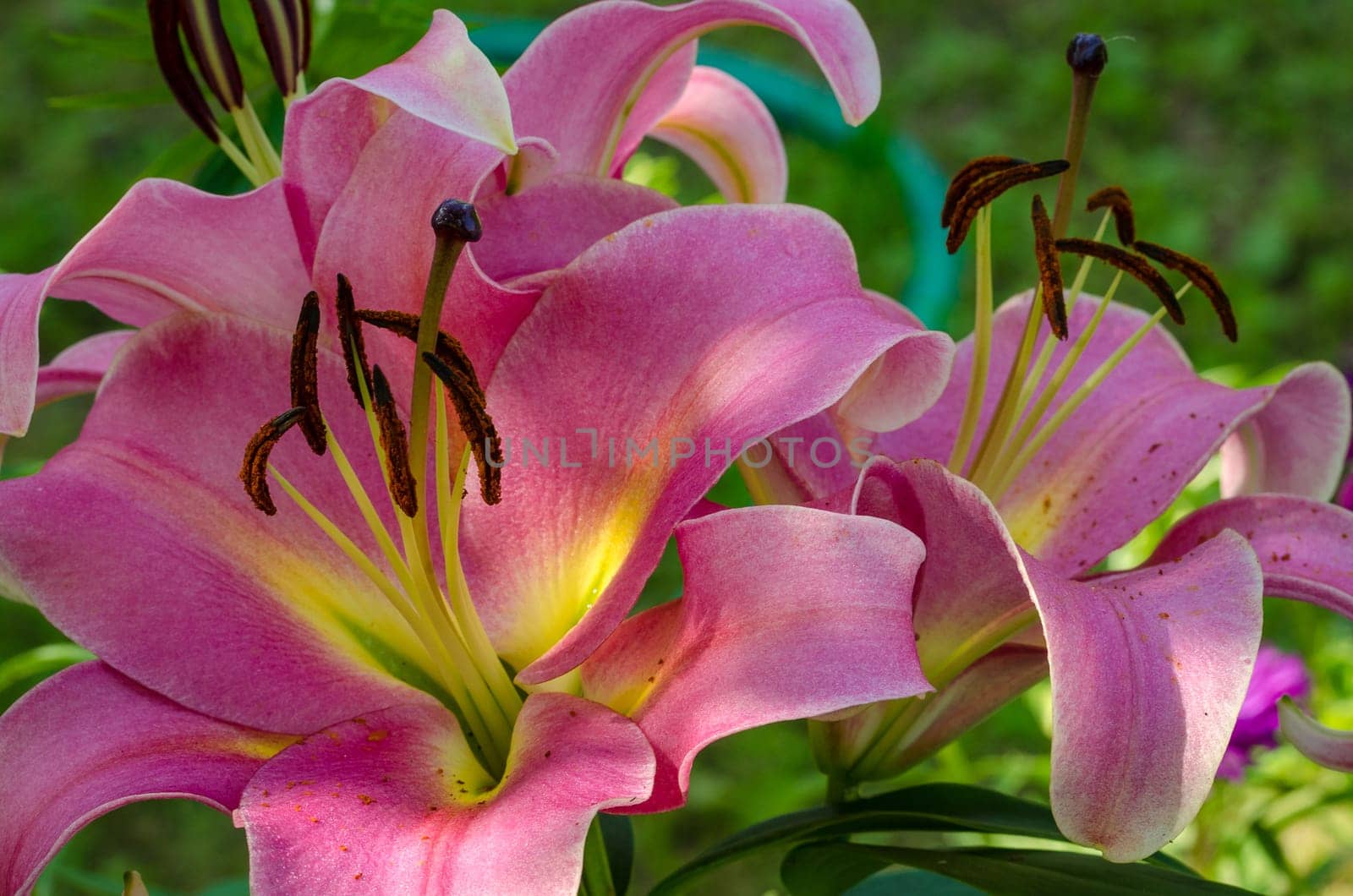 The blossom of a Lily flower in summer outdoor