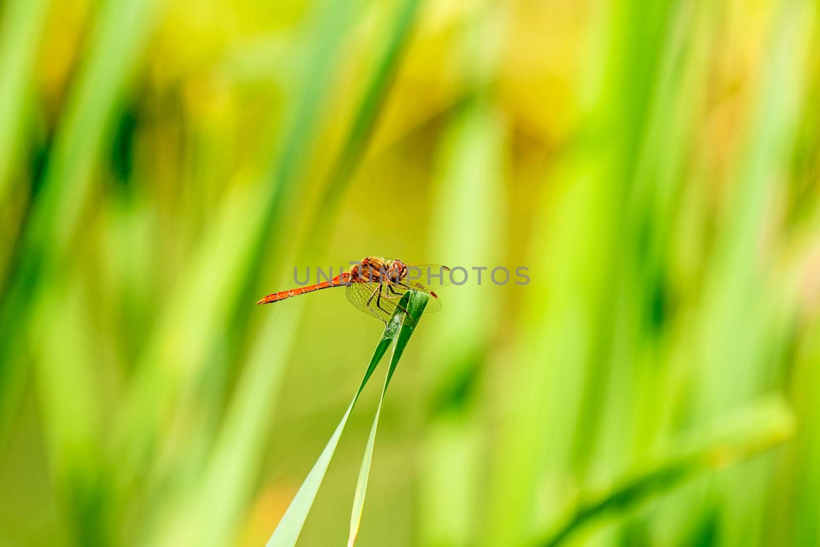 Blood-red heather dragonfly,Sympetrum sanguineum,male