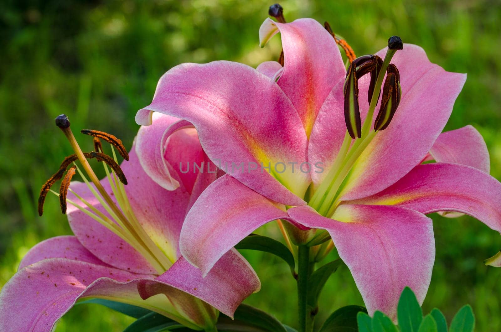 The blossom of a Lily flower in summer outdoor