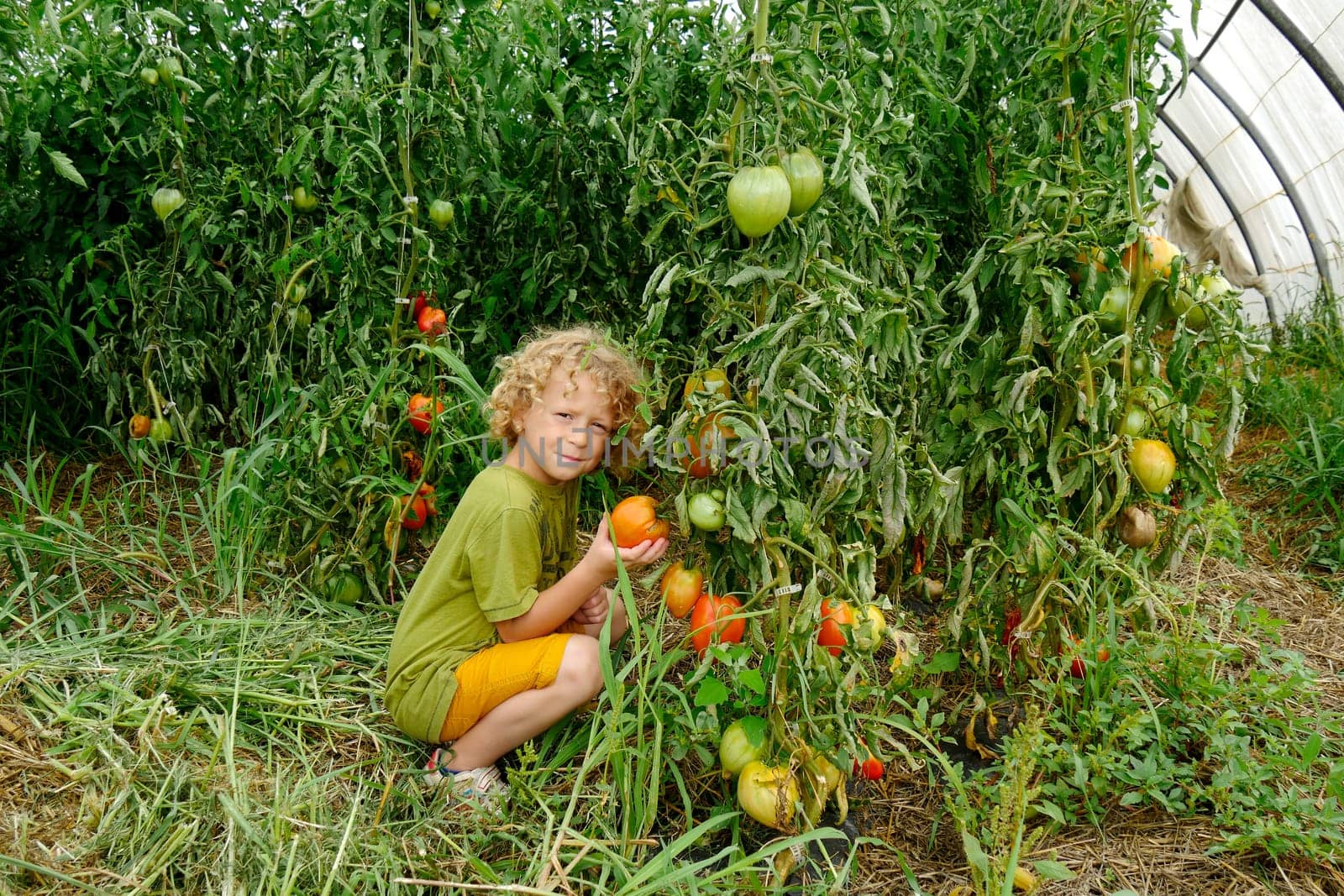 a little blond boy picking tomatoes in the garden