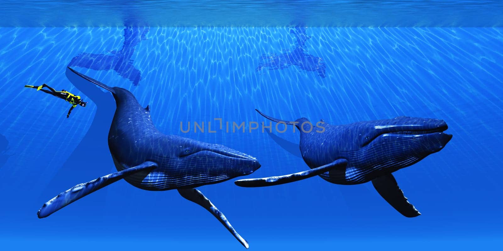A scuba diver comes across two Humback whales in clear ocean waters.