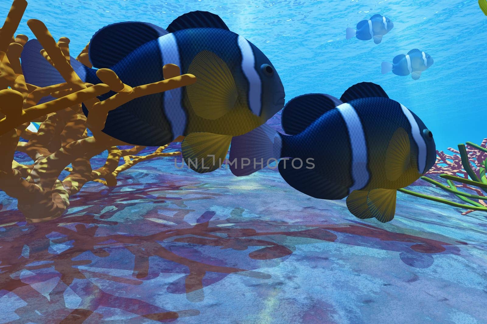 Two Yellowtail Clownfish hide among the reef corals from predators.