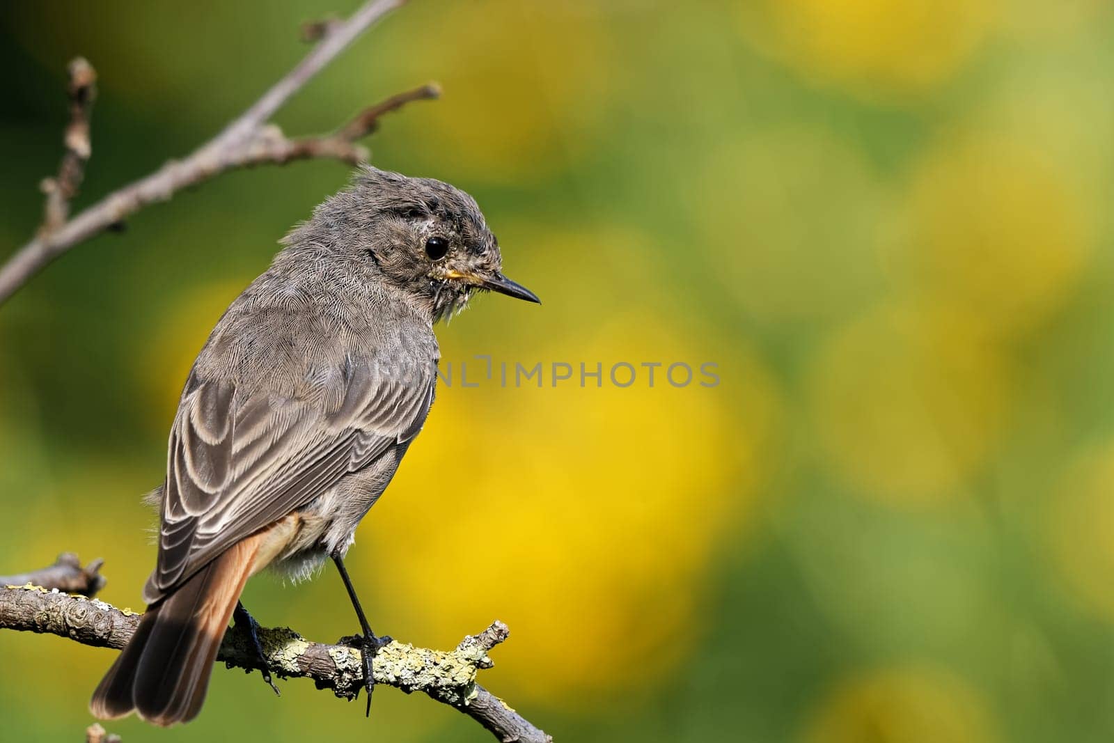 Juvenile House Redtail