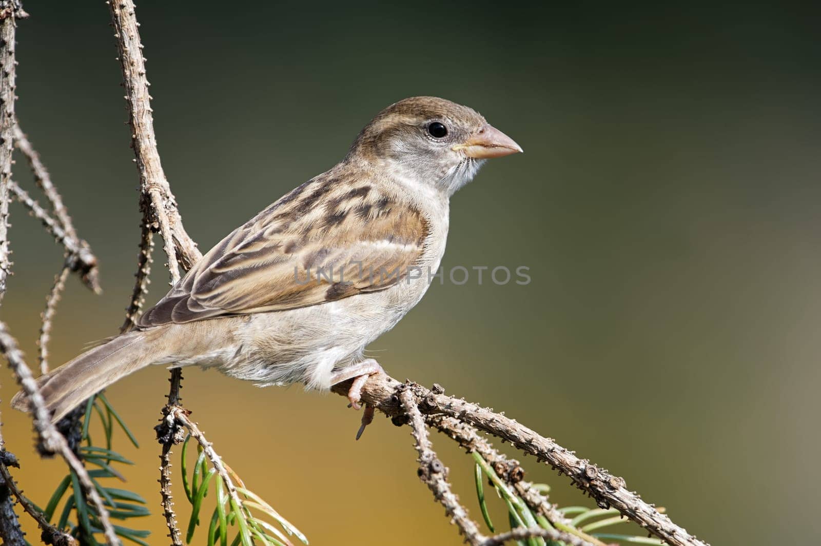 Young house sparrow