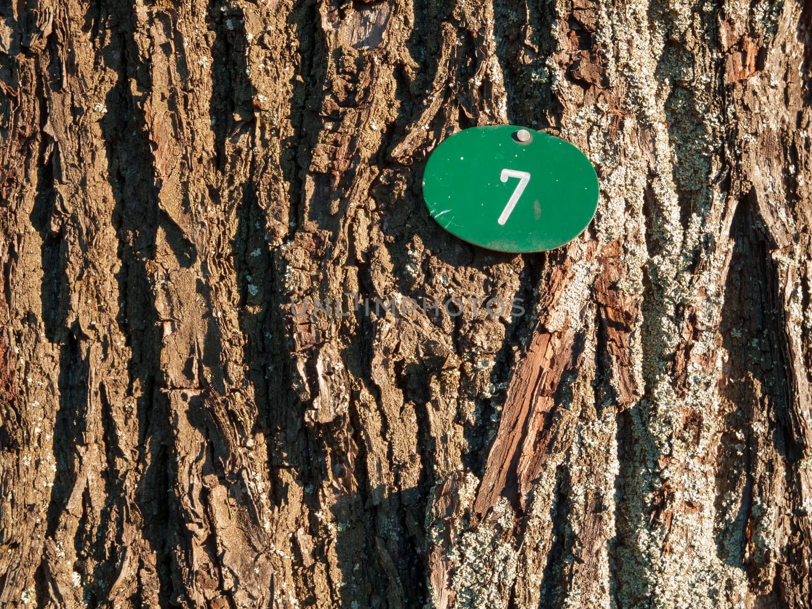 Full-format view of a deciduous tree bark with a struck number 7 on a green oval shield.