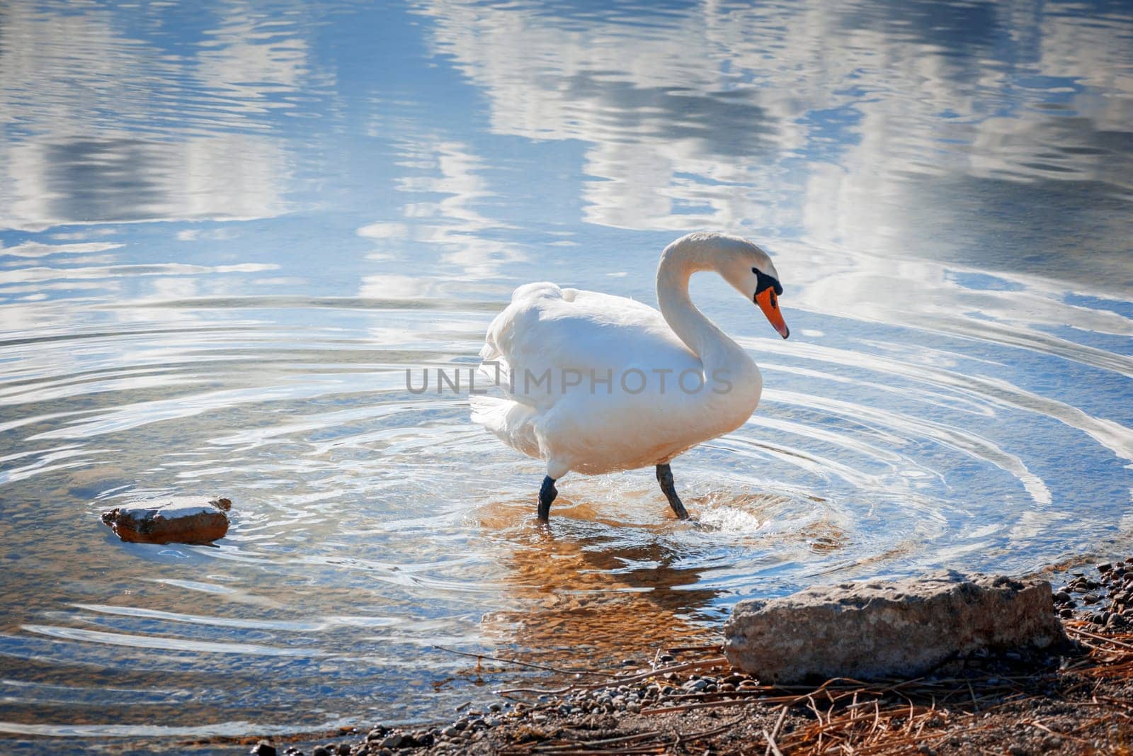 Full-body view of a humpback swan (lat: Cygnus olor) on the shores of Lake Weissensee near the town of Füssen in Bavaria.
