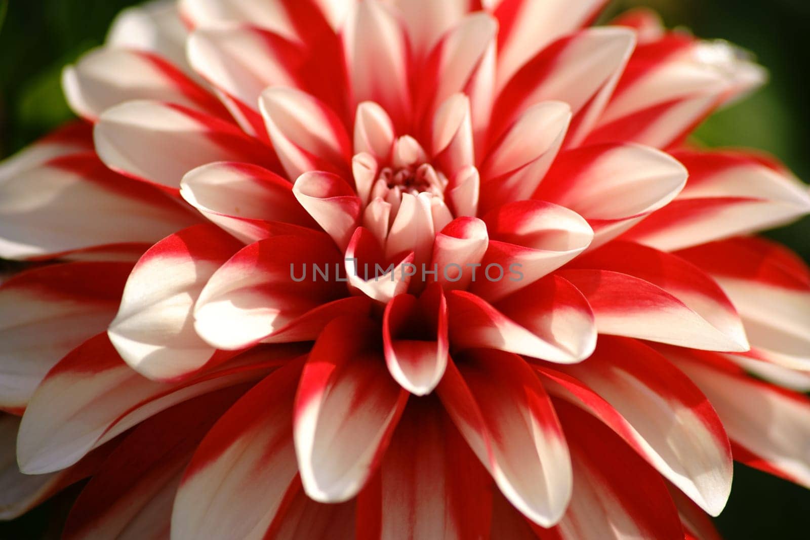 The close-up of a white and red patterned dahlia with many small petals.