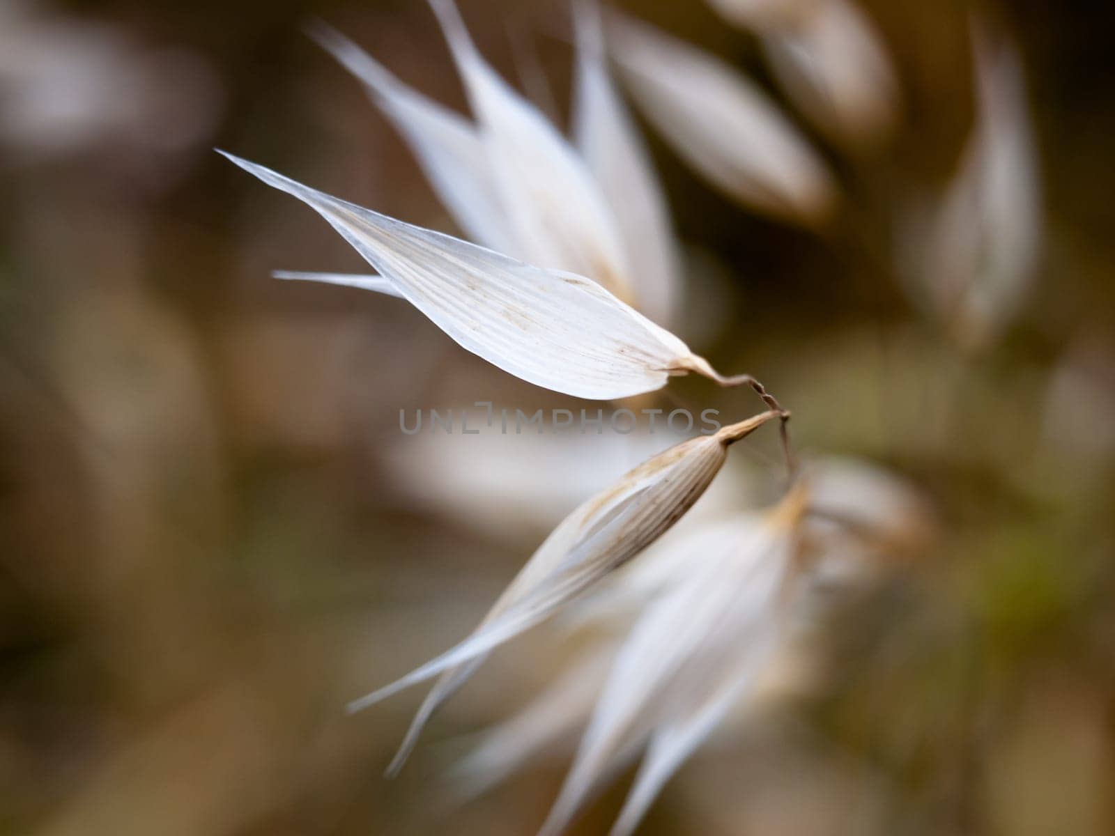 white flower heads petals blades close up unique  England  UK