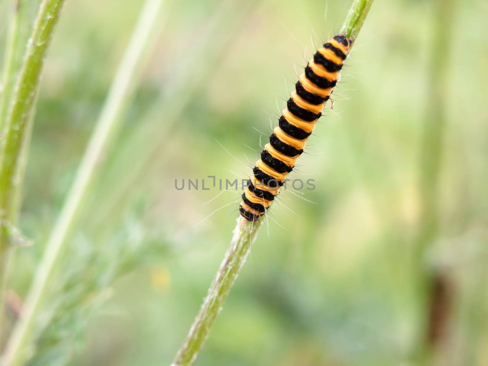 single yellow and black caterpillar crawling down green stem  England  UK
