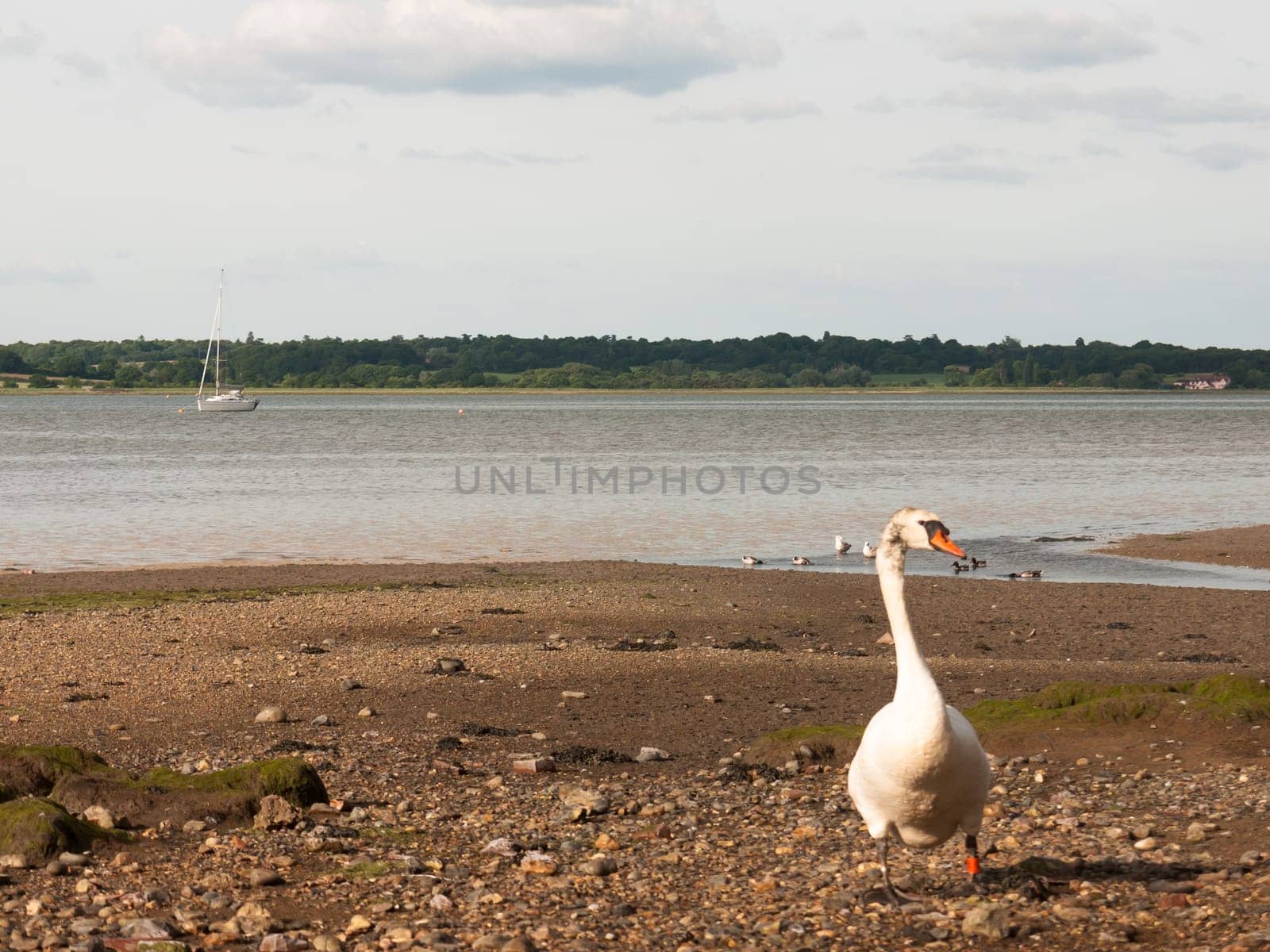 single white mute swan on beach curious coming towards  England  UK