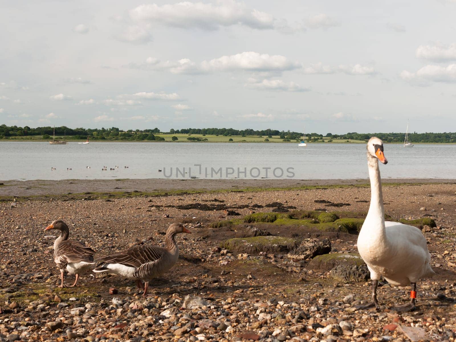 two bean geese and a mute swan on the beach shore look at camera  England  UK