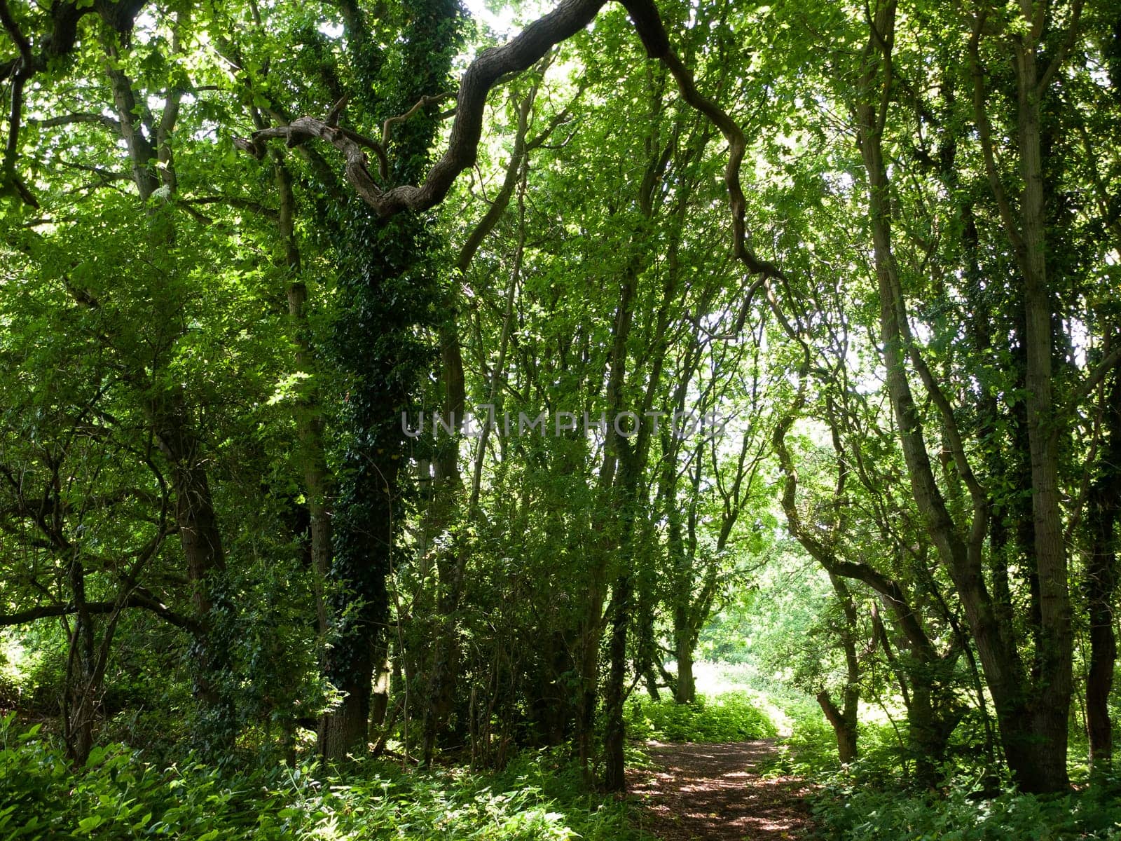 tree canopy leaves bark texture above in forest with light  England  UK