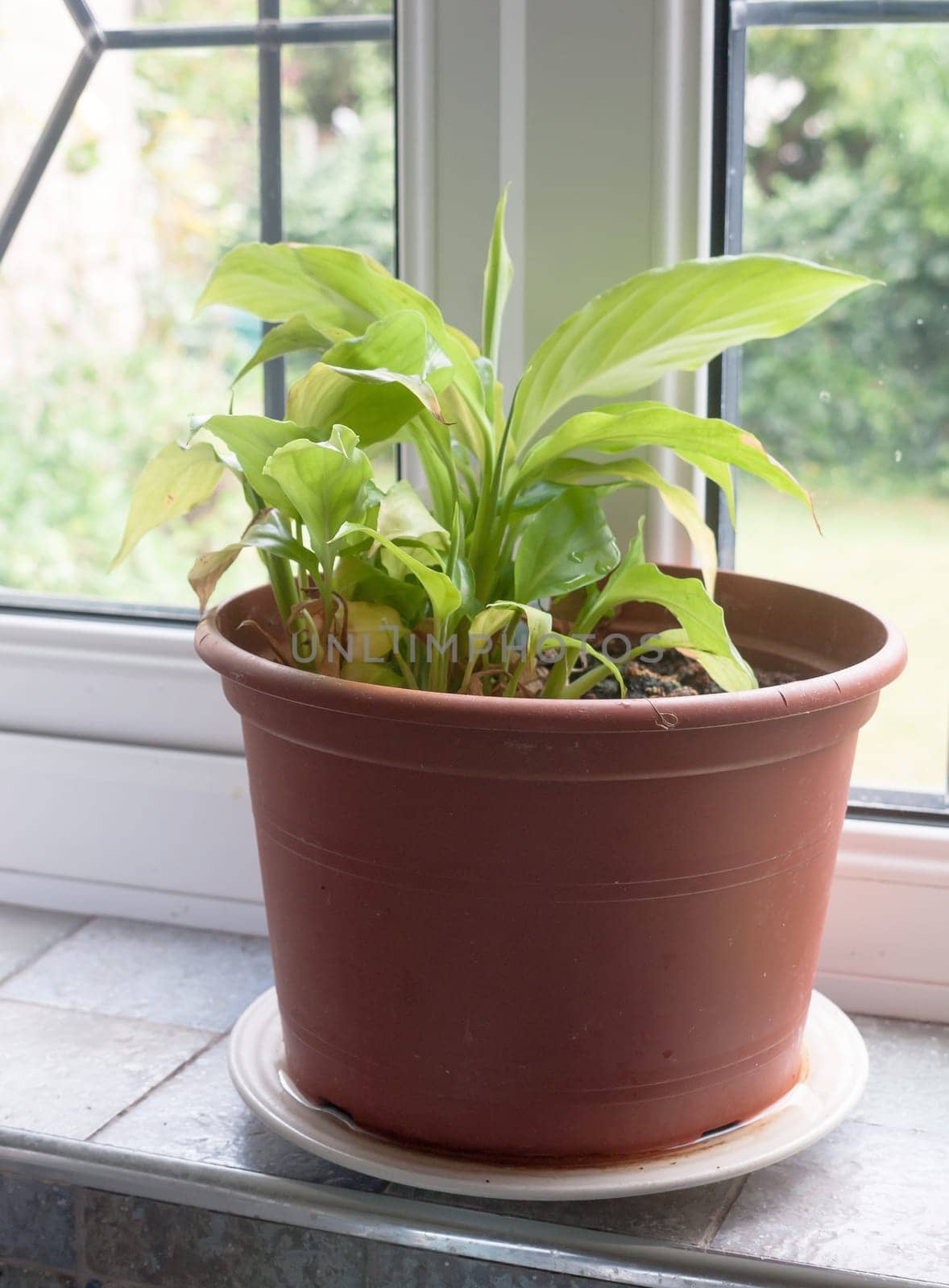 single green house plant in brown pot on window sill ledge in kitchen  England  UK