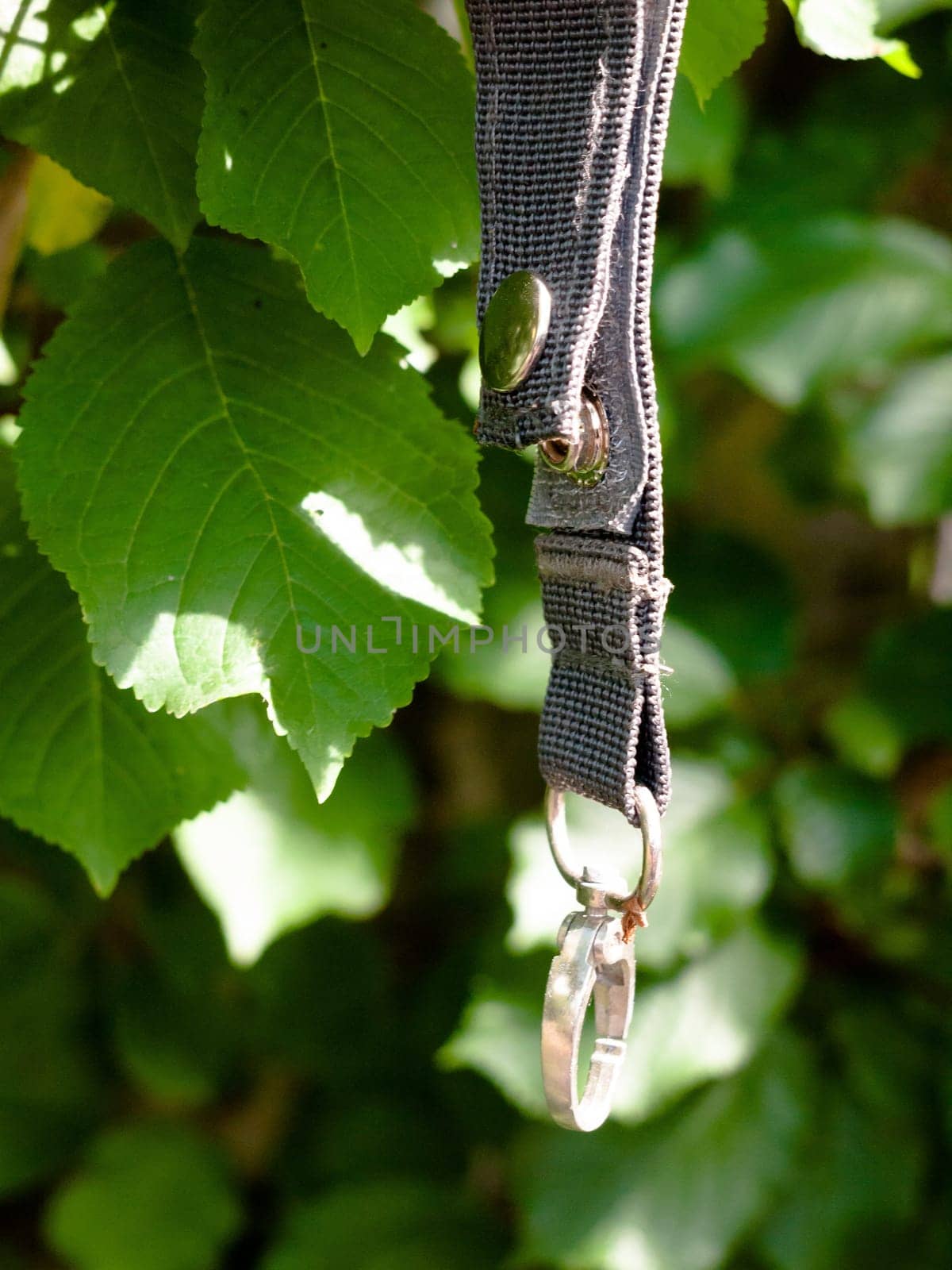 lost dog collar ring hanging on tree outside in light  England  UK