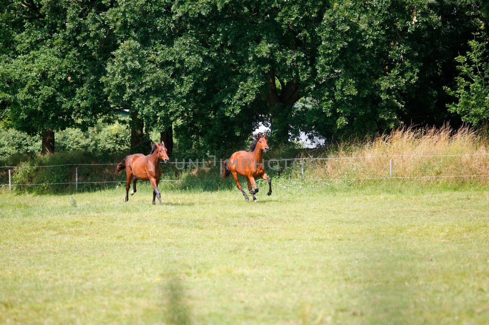 two young Holstein horses gallop on a pasture