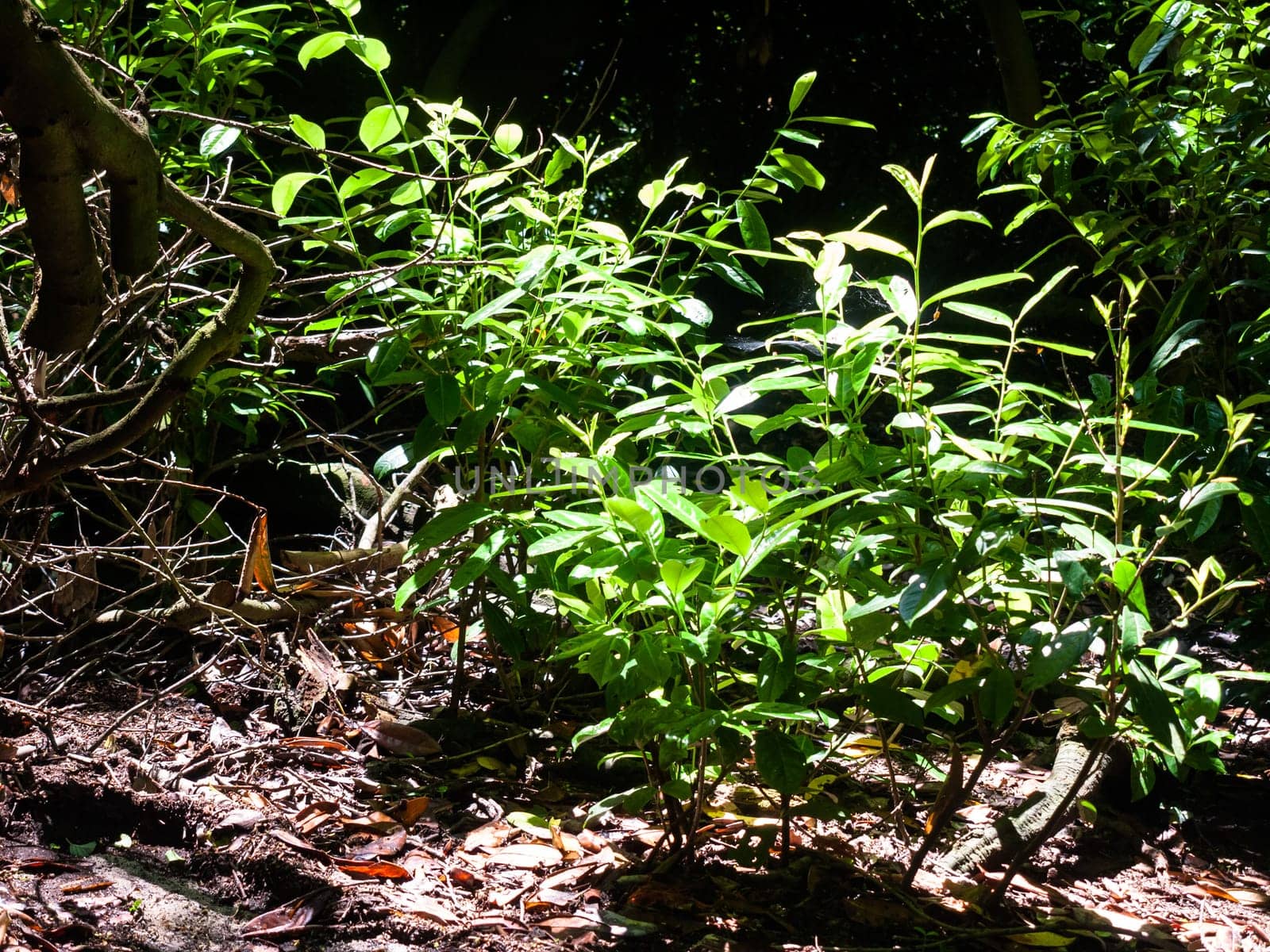 green leaves on branch shrub on forest floor  England  UK