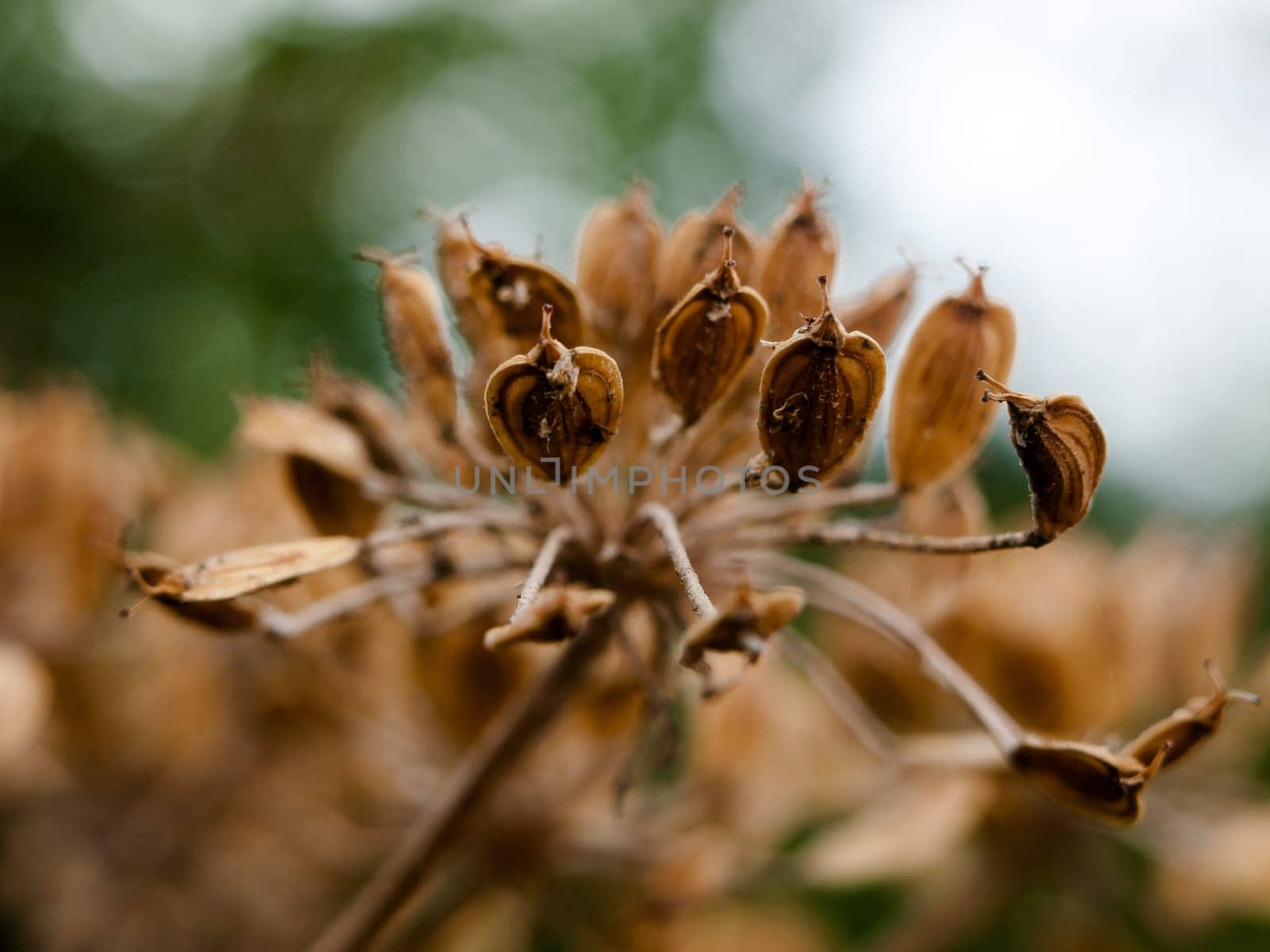 beautiful dead flower head seeds old outside wild  England  UK