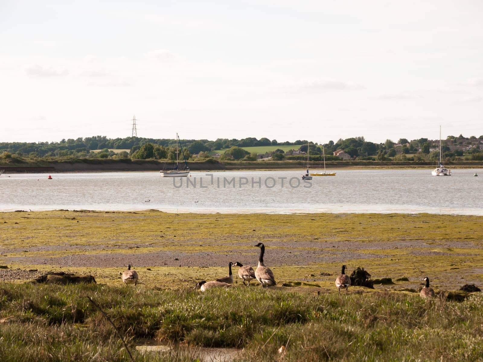 bunch of canadian geese resting on shore line  England  UK