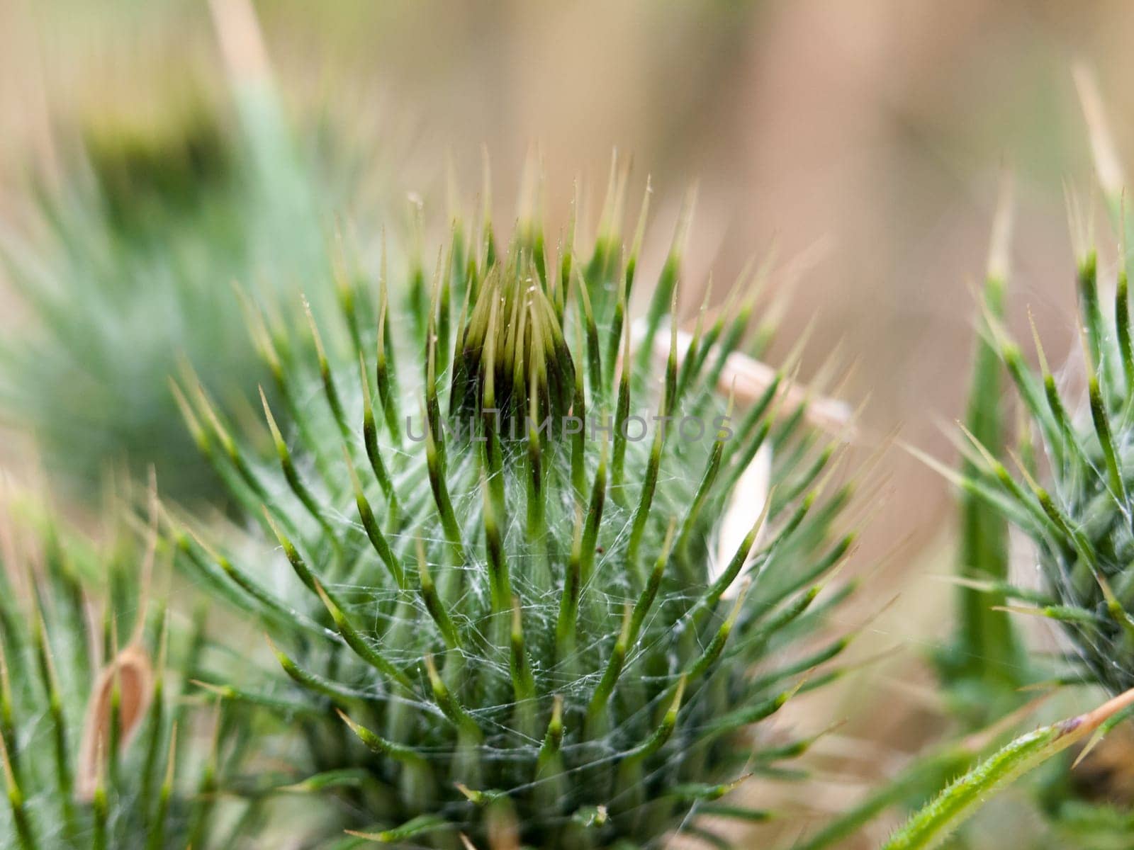 green spike spike spiky close up milk thistle bud detail  England