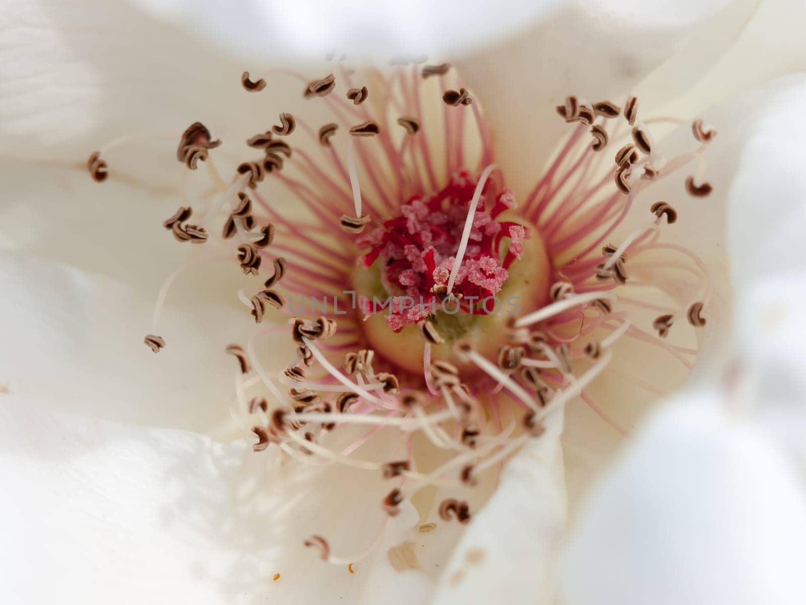 beautiful pink and white rose stamen macro texture close up  England  UK