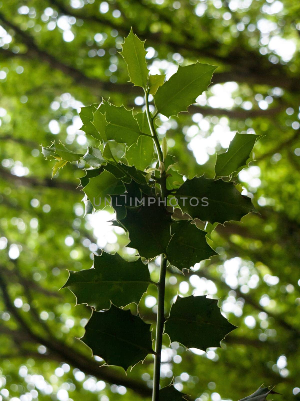 green leaves on tree overheard in forest above on branch  England  UK