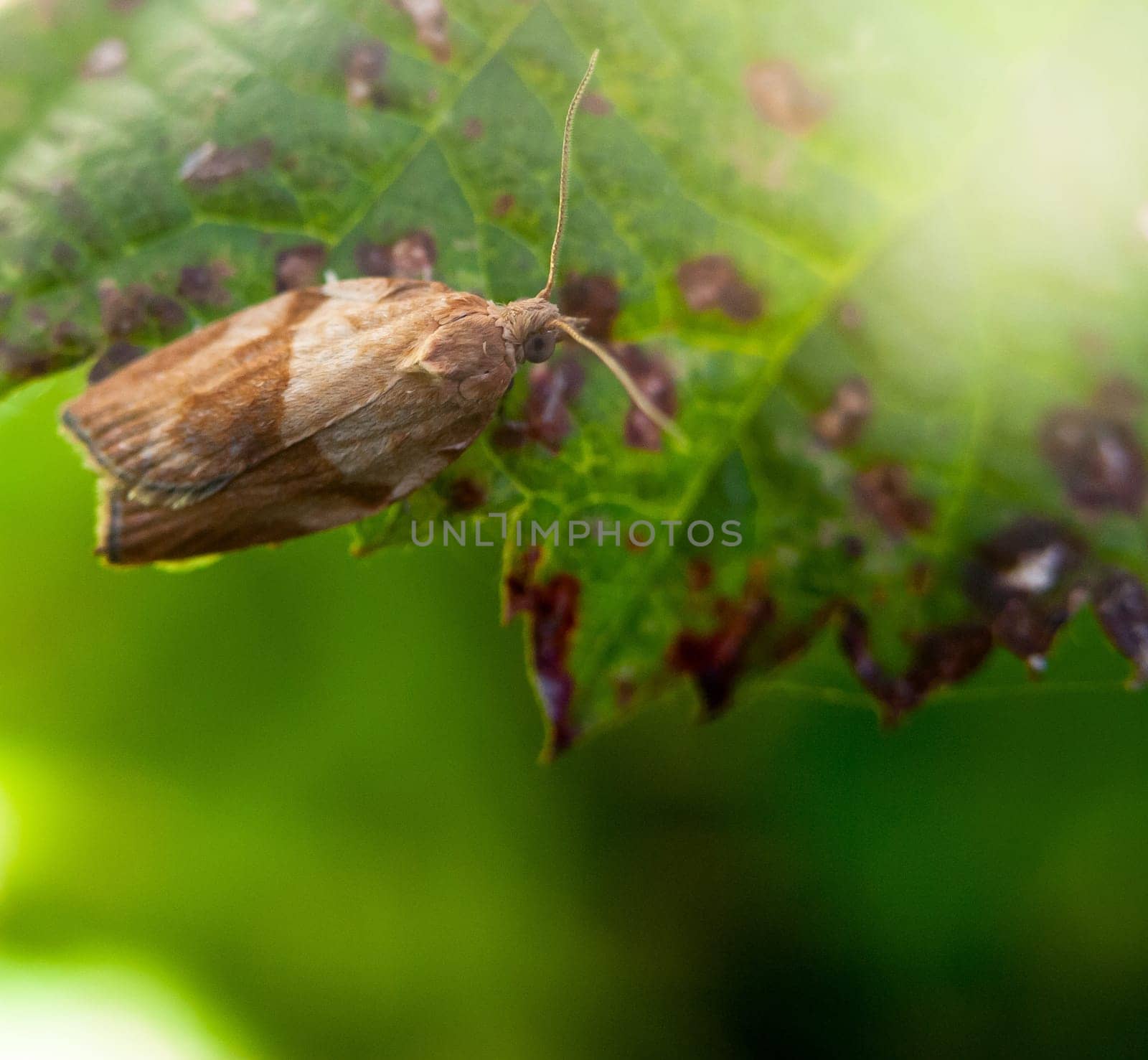 awesome small moth very close up resting on leaf  England  UK