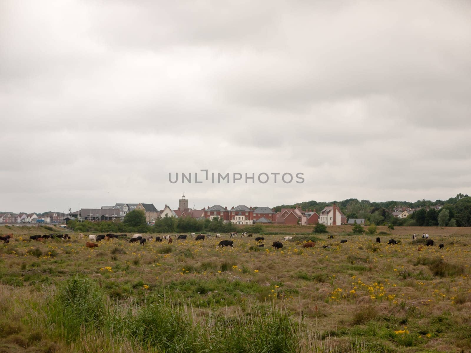 field of resting cows on farm land grass meadow outside overcast  England  UK