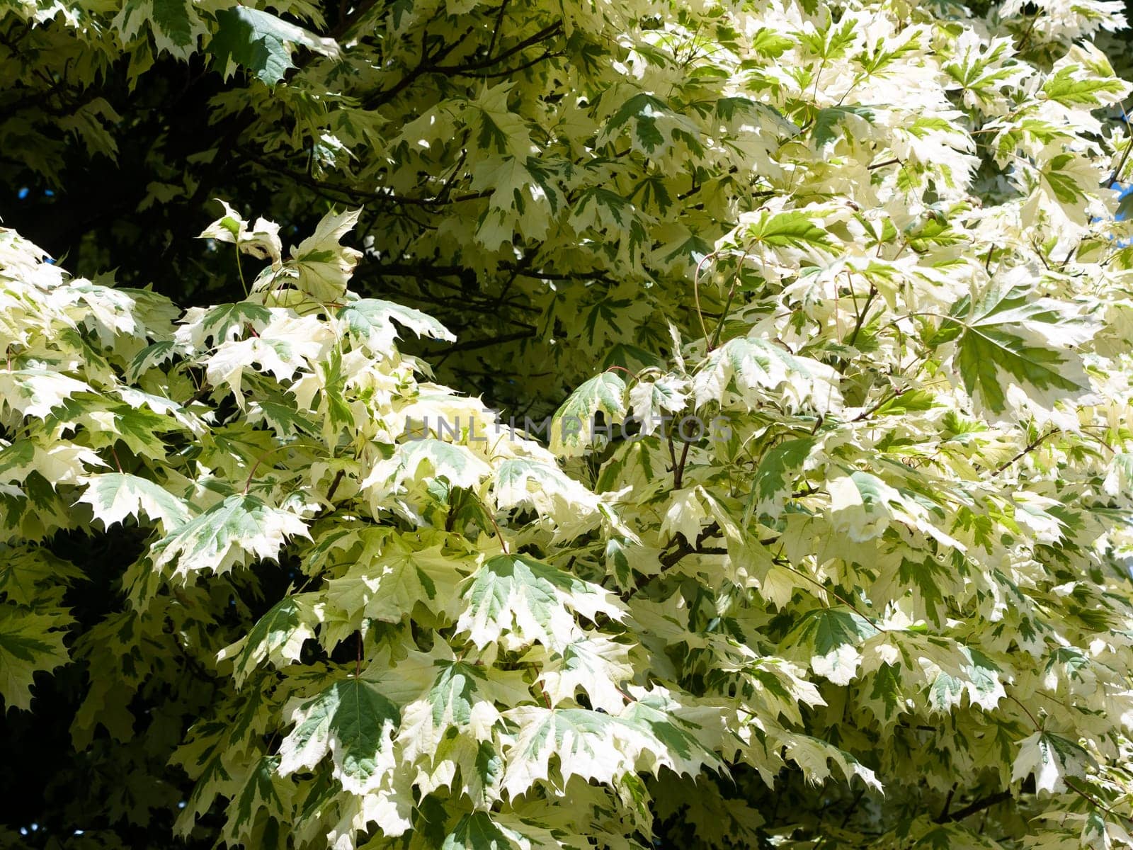 beautiful white and green leaves background texture  England  UK