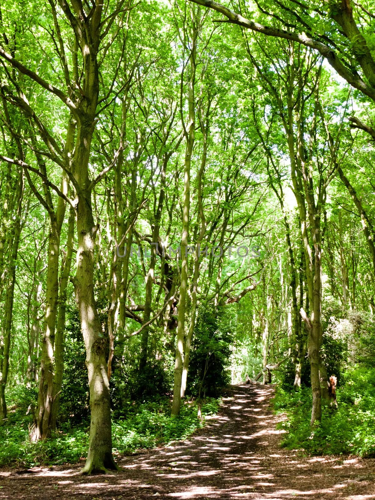 tree canopy leaves bark texture above in forest with light  England  UK