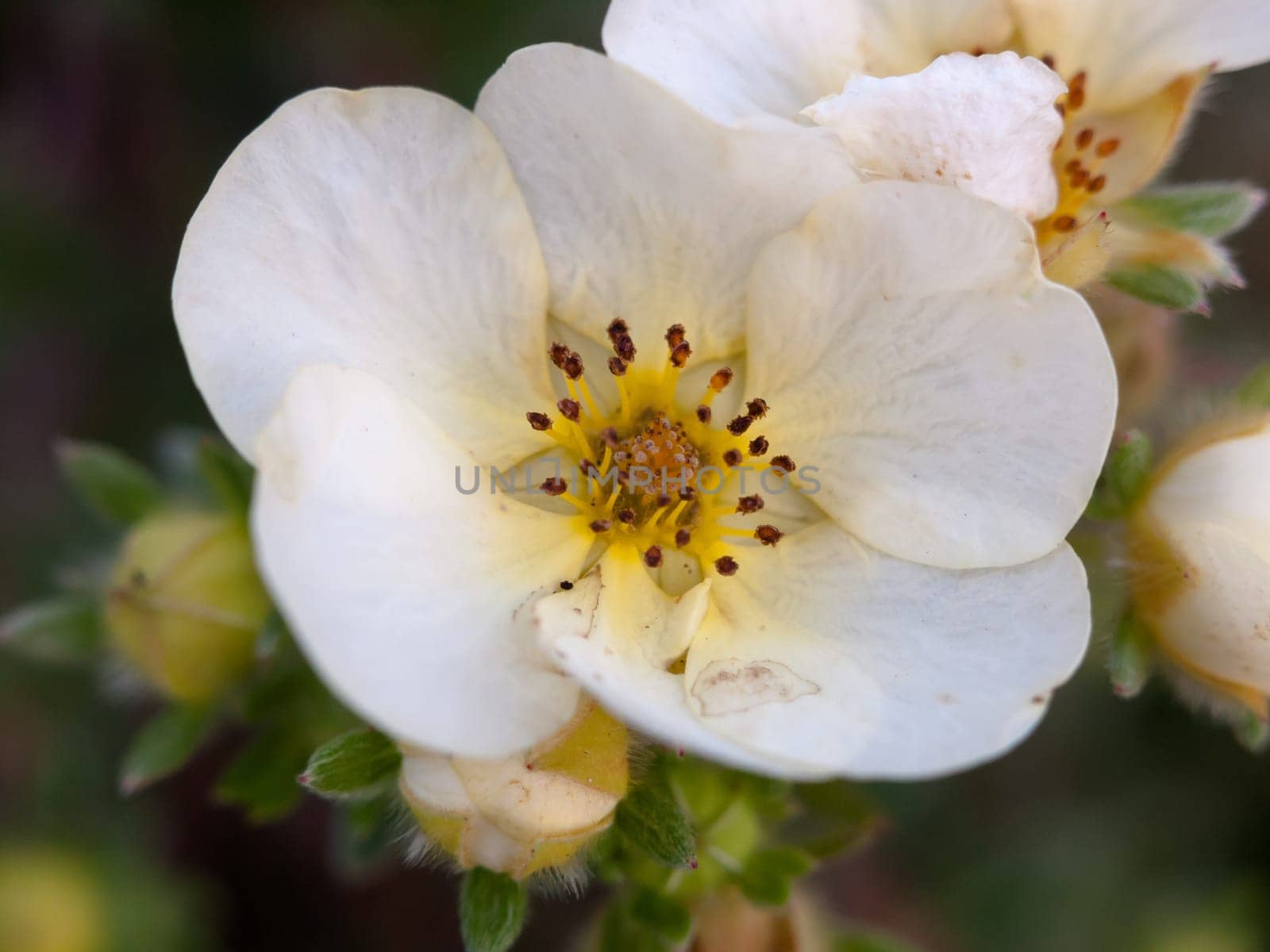 beautiful close up detail of white flower head petals summer soft light  England  UK