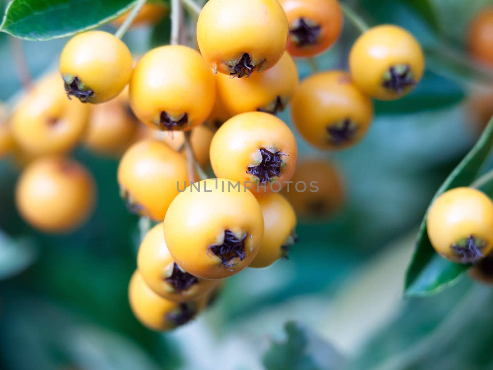 beautiful close up of bunch of orange wild berries  England  UK