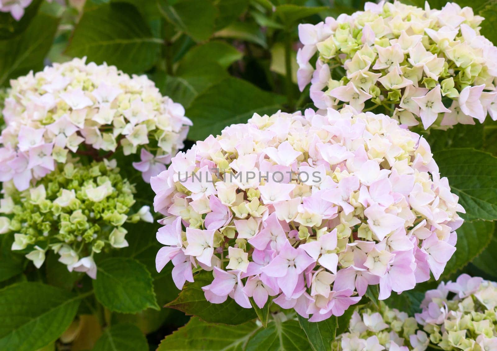 beautiful white hydrangea flower heads with green leaves background  England  UK