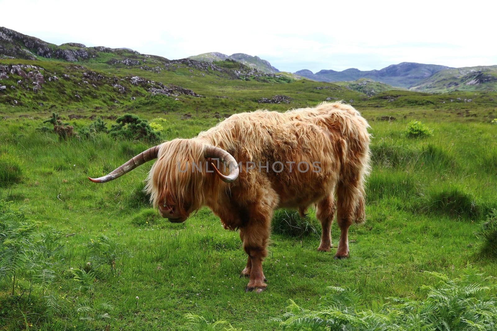 A male Scottish Highland cattle with large horns in Scotland