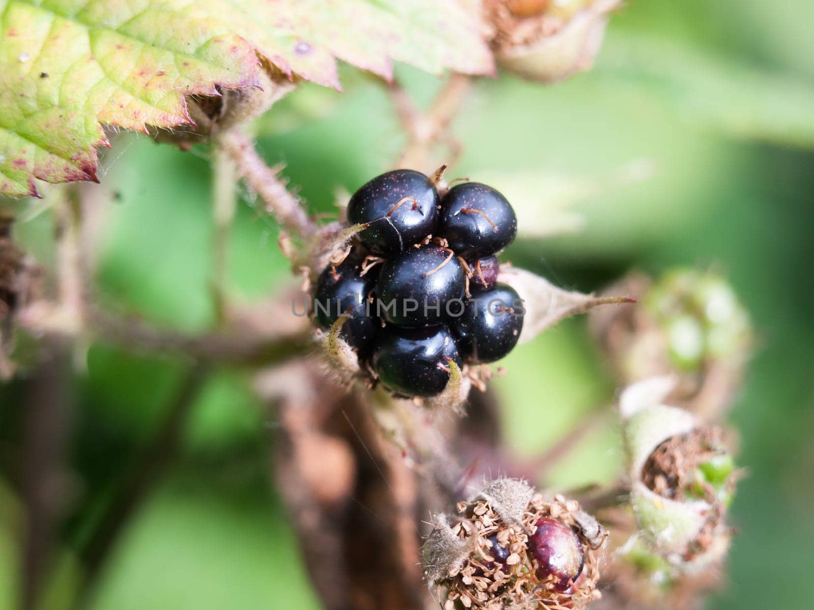 single wild blackberry odd funny looking poisonous forage  England  UK