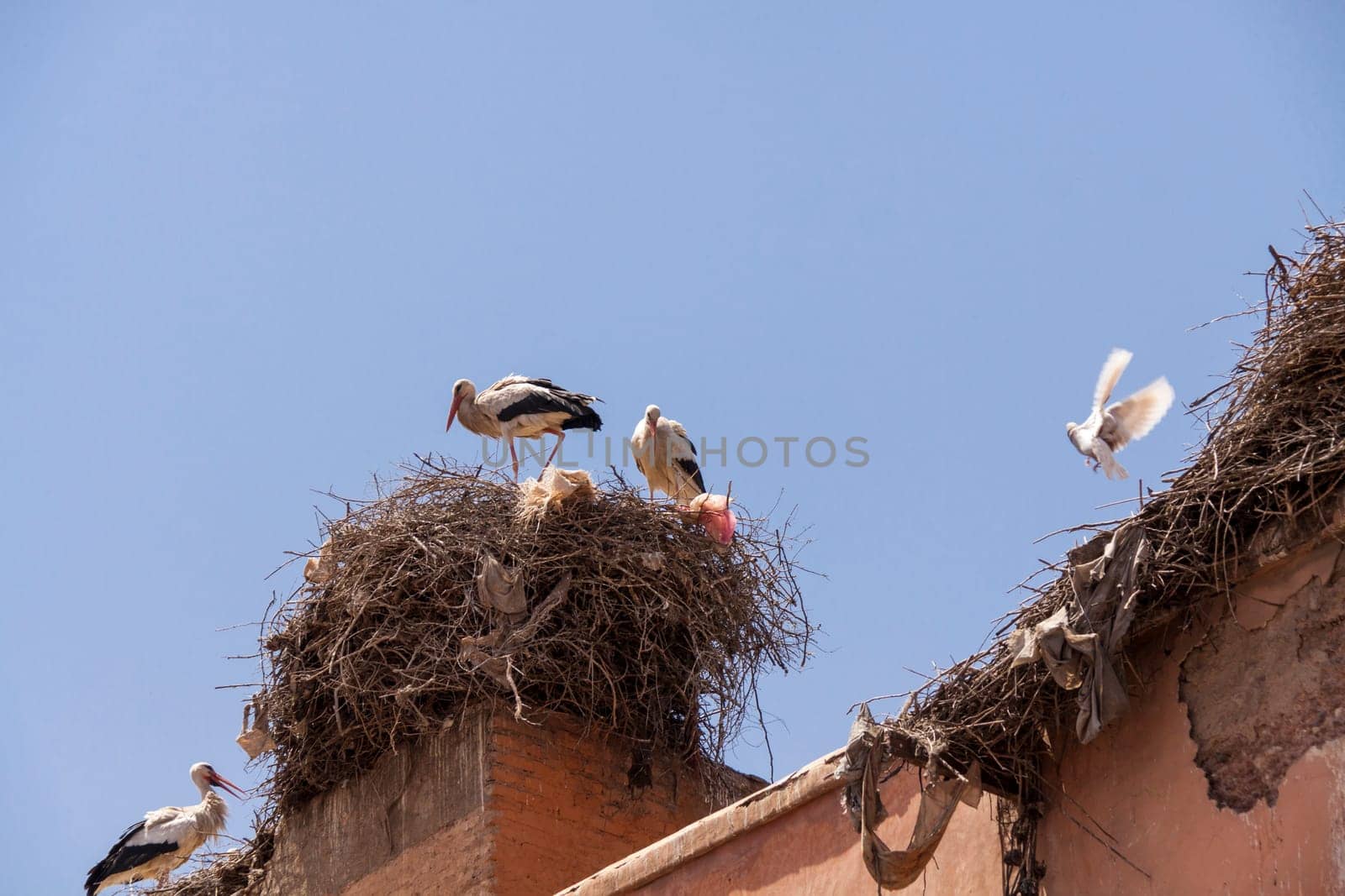 Storks Ciconiidae nest on a roof in Marrakech Morocco breeding pair on large nest against a blue sky