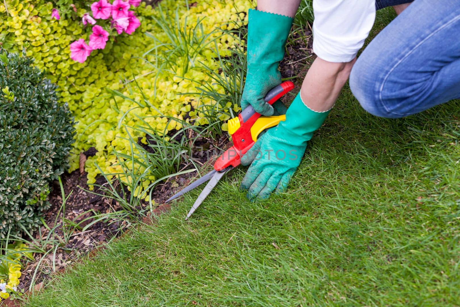 Hands with gloves and a garden scissors when gardening outdoors in summer