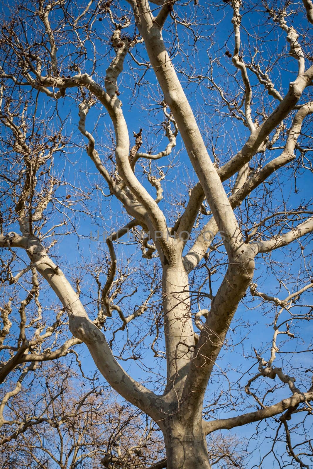Branches of trees in spring with buds against blue sky