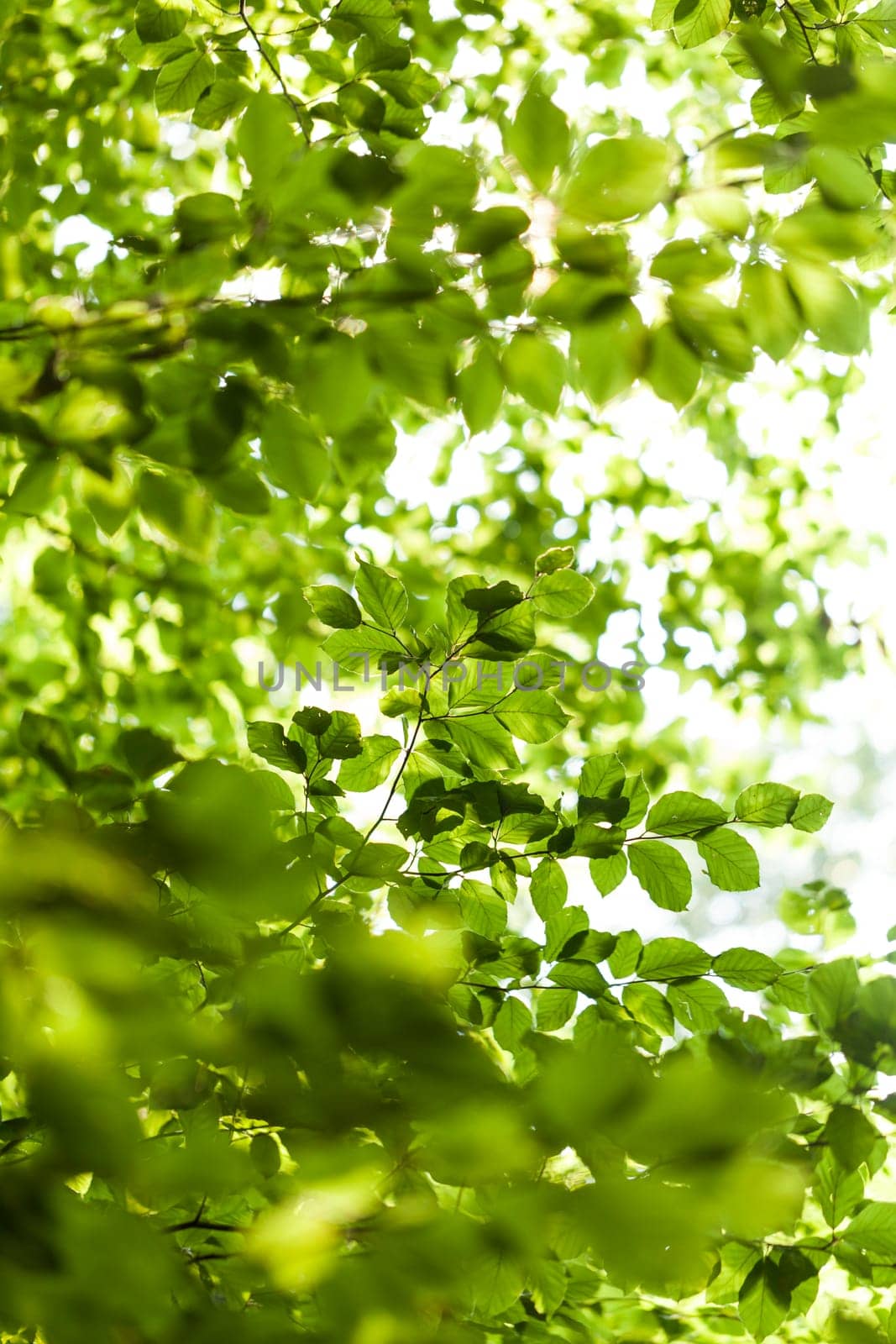 Sun through the green leaves of canopy from a tall deciduous tree outdoors in the forest in nature eco- and environmental concept