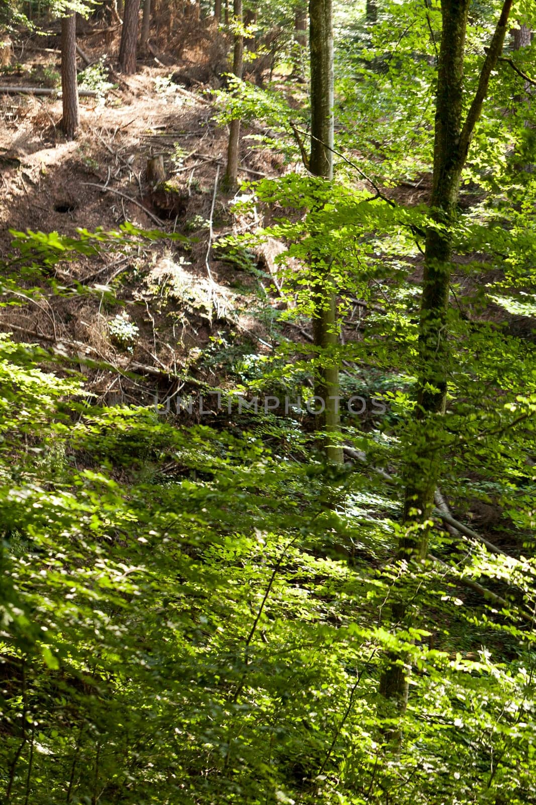 Sun through the green leaves of canopy from a tall deciduous tree outdoors in the forest in nature eco- and environmental concept