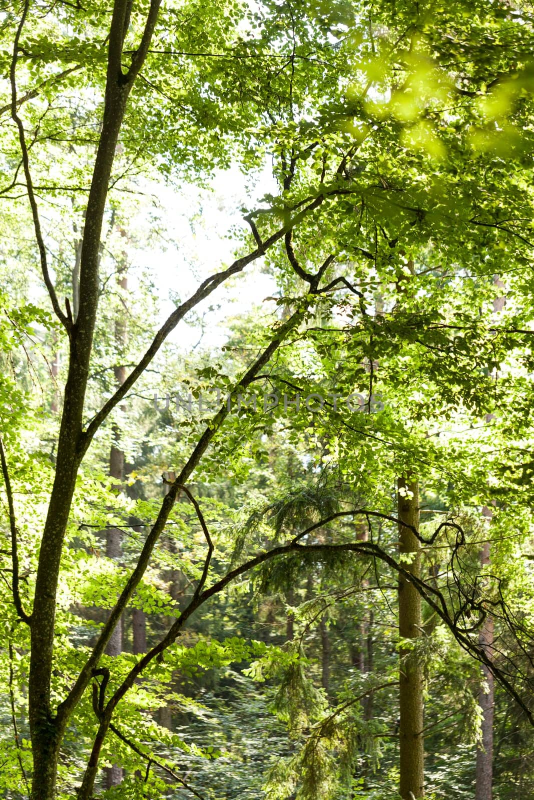 Sun through the green leaves of canopy from a tall deciduous tree outdoors in the forest in nature eco- and environmental concept
