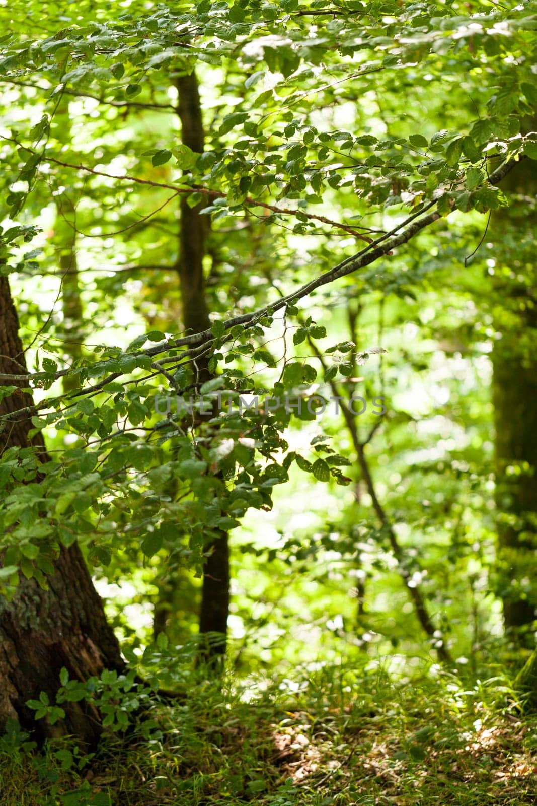 Sun through the green leaves of canopy from a tall deciduous tree outdoors in the forest in nature eco- and environmental concept