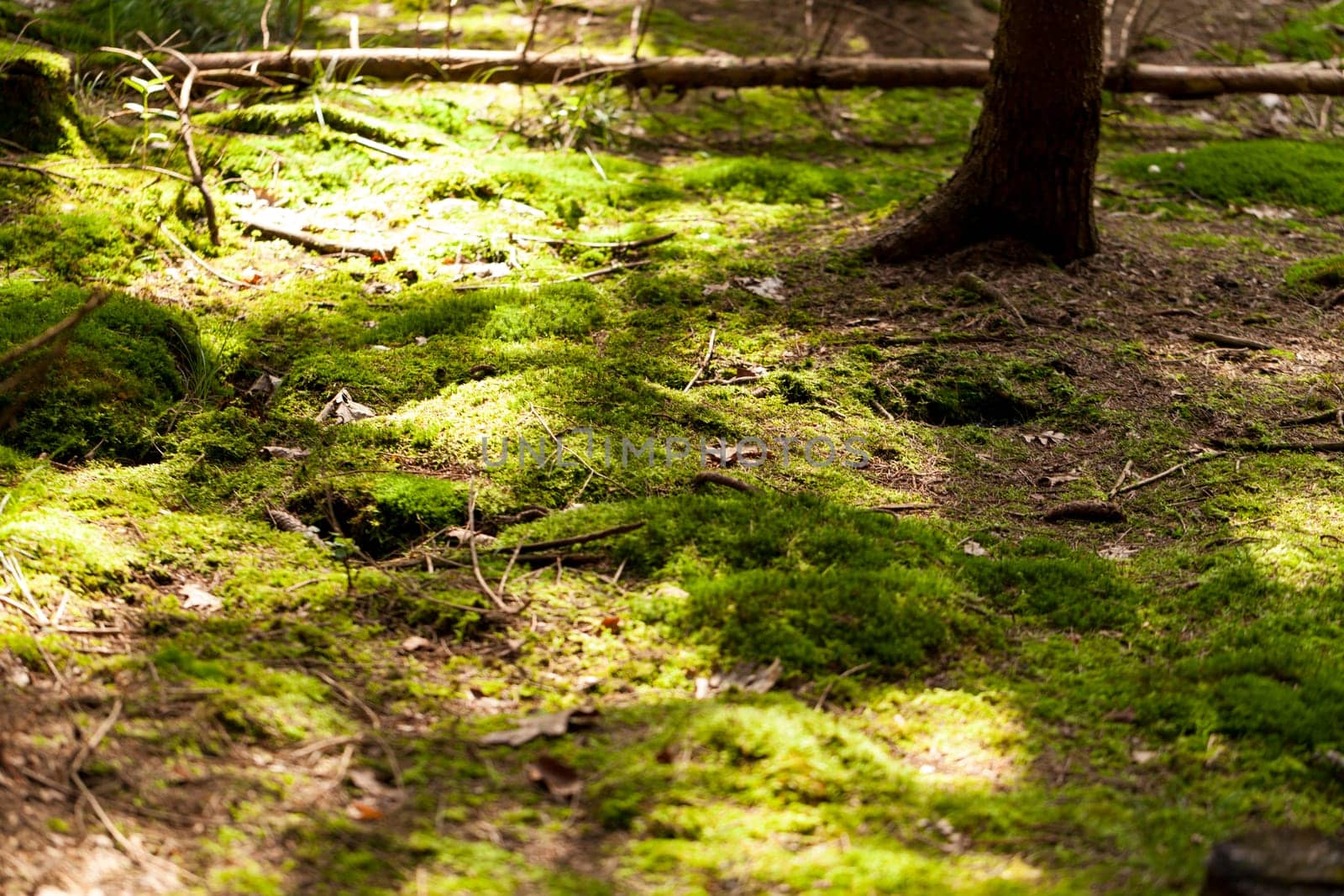 Sun through the green leaves of canopy from a tall deciduous tree outdoors in the forest in nature eco- and environmental concept
