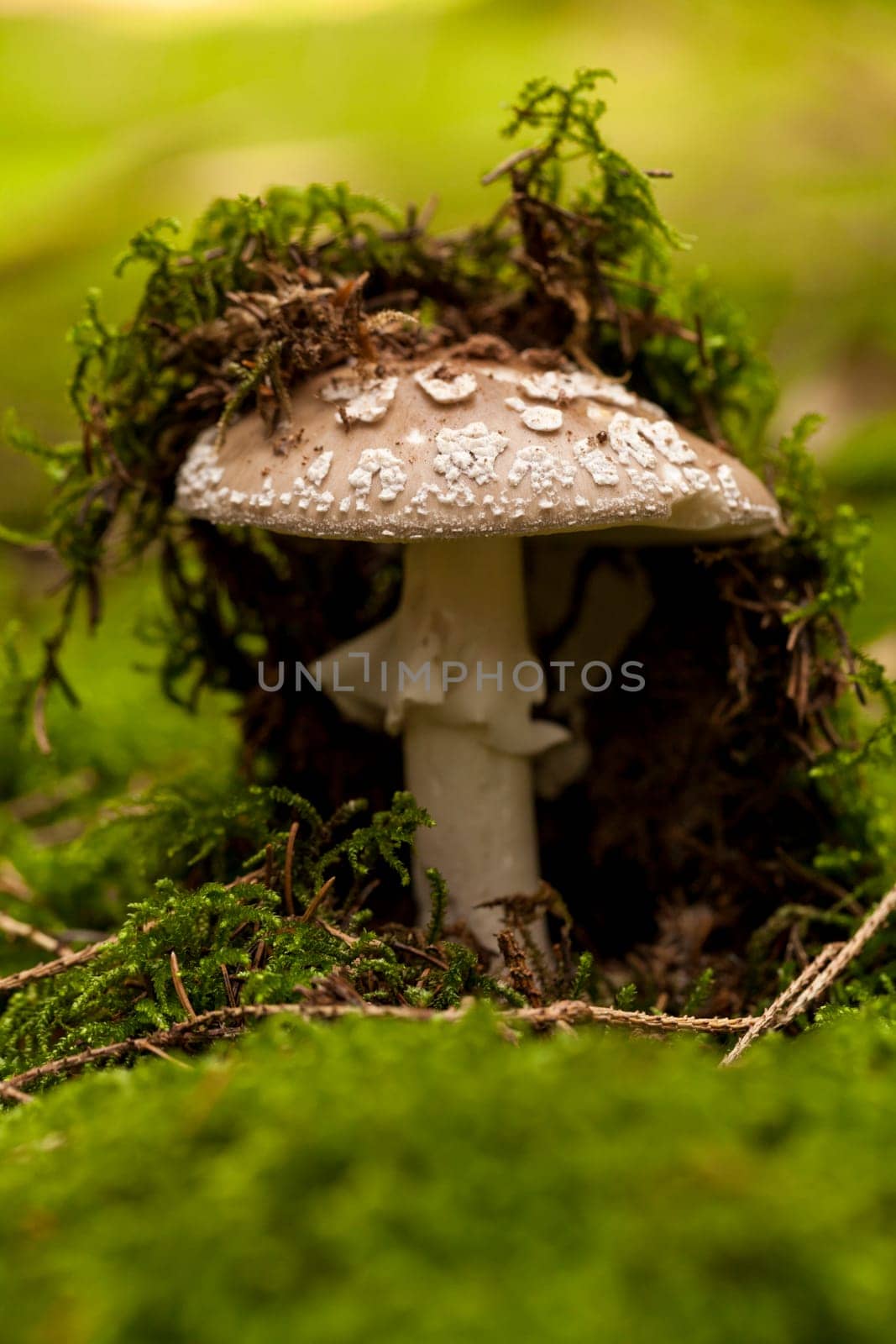 Wild mushroom grows in a forest with its distinctively spotted cap on mossy forest floor as a close-up
